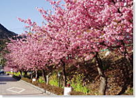 【河津桜まつりプラン＝個室食事室】2023年2月1日〜28日 早咲きの河津桜と海鮮会席料理を楽しむ♪